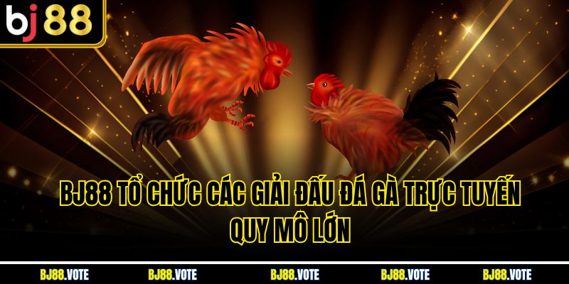 BJ88 tổ chức các giải đấu đá gà trực tuyến quy mô lớn
