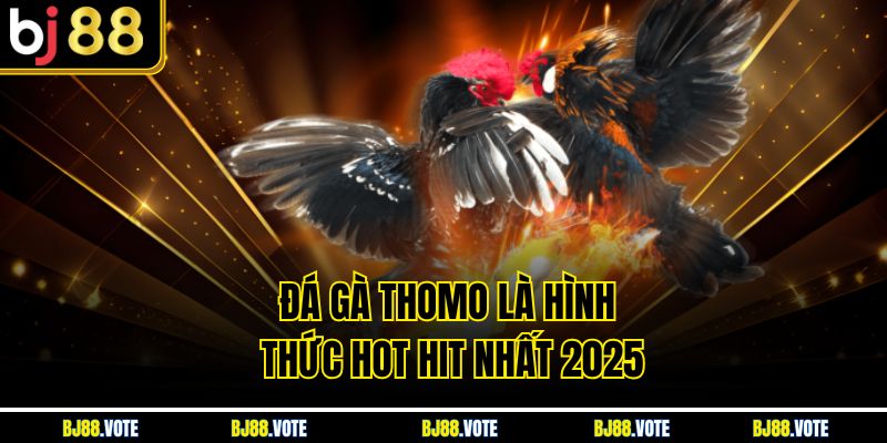 Đá gà Thomo là hình thức hot hit nhất 2025