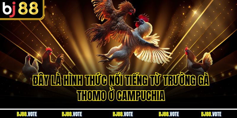Đây là hình thức nổi tiếng từ trường gà Thomo ở Campuchia