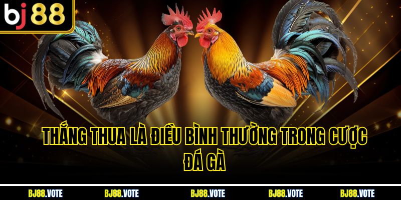 Thắng thua là điều bình thường trong Cược Đá Gà